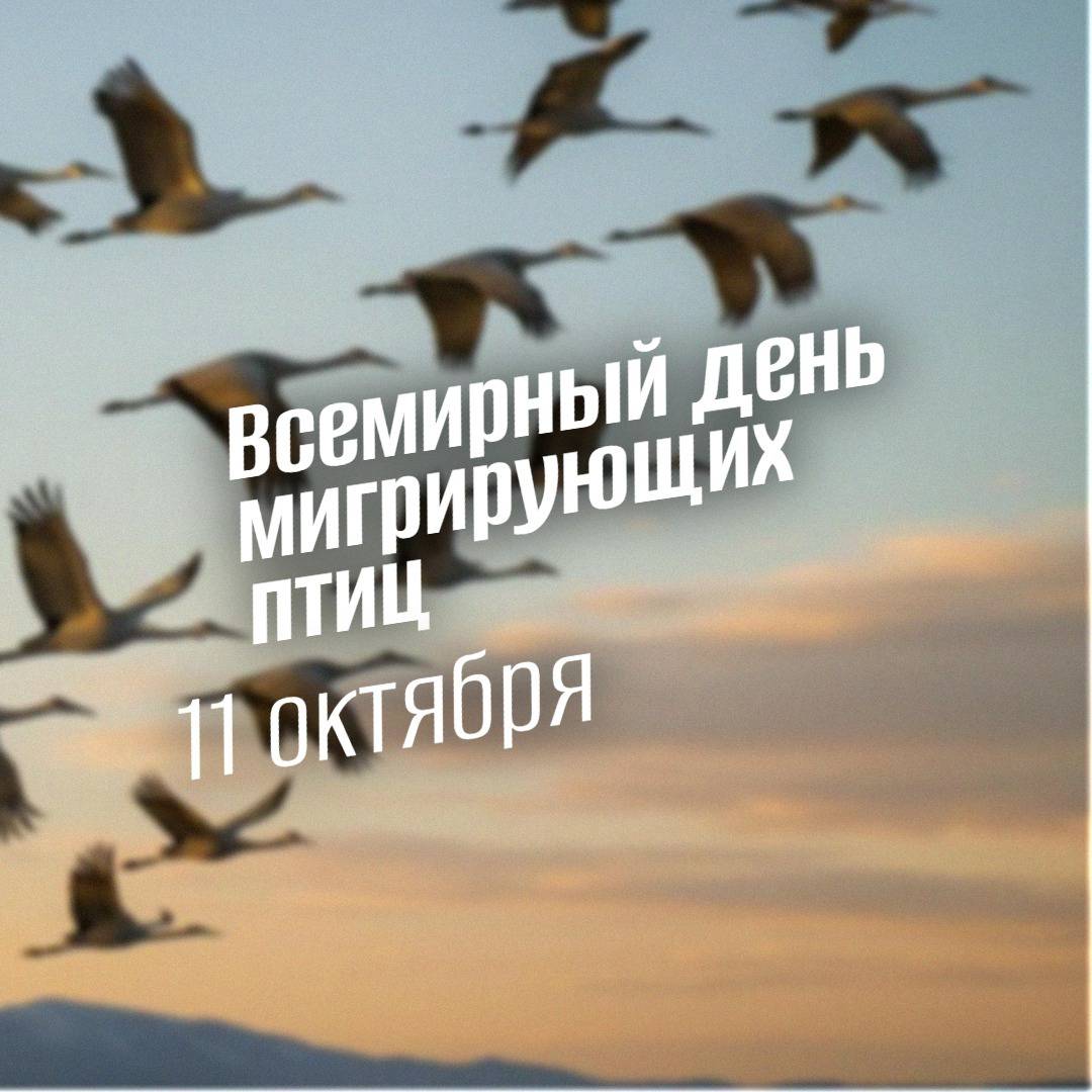 11 октября 2025: Всемирный день мигрирующих птиц. События и традиции