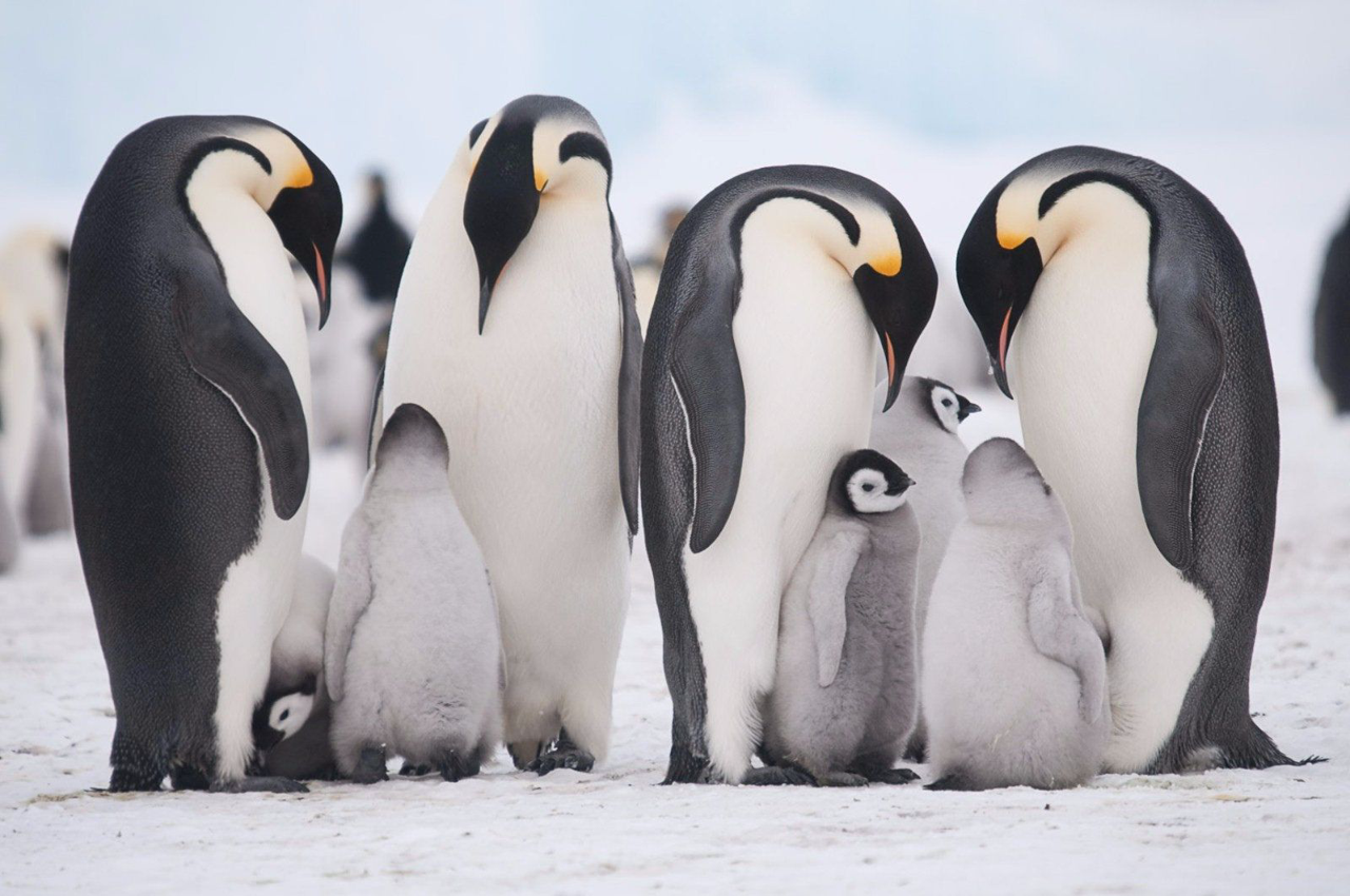 25 апреля – Всемирный день пингвинов (World Penguin Day)